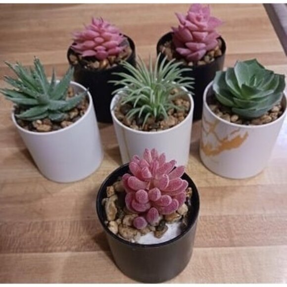 New Set of 6 Small Fake Plants Succulents for Home Office Desk Accessories - Picture 1 of 3